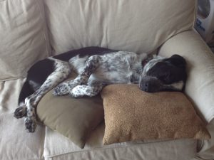 Dog on pillows