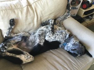 A dog's life upside down